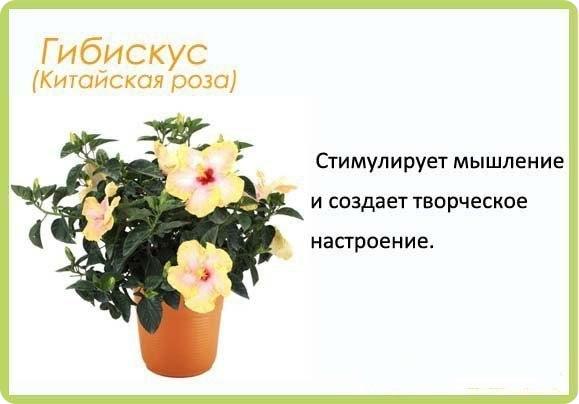 Полезные цветы для детской