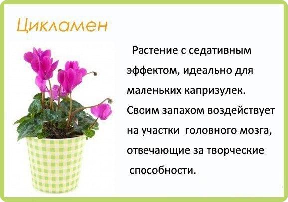 Полезные цветы для детской