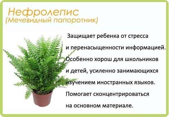 Полезные цветы для детской