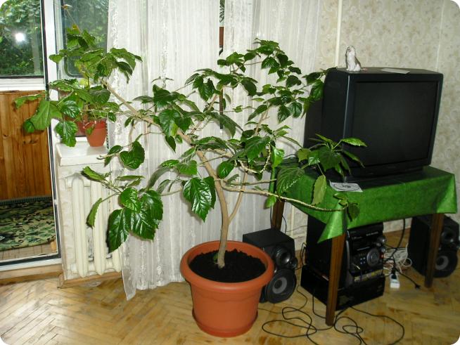 Китайская роза