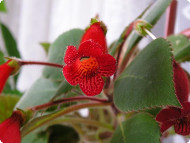 Колокольчики