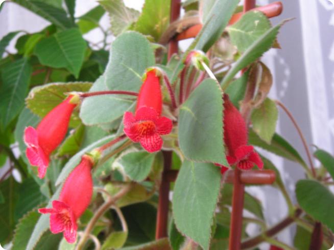 Колокольчики