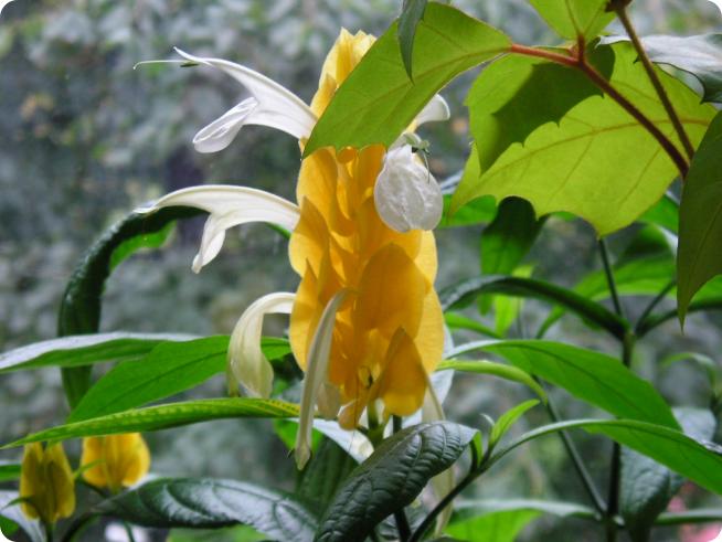 Пахистахис