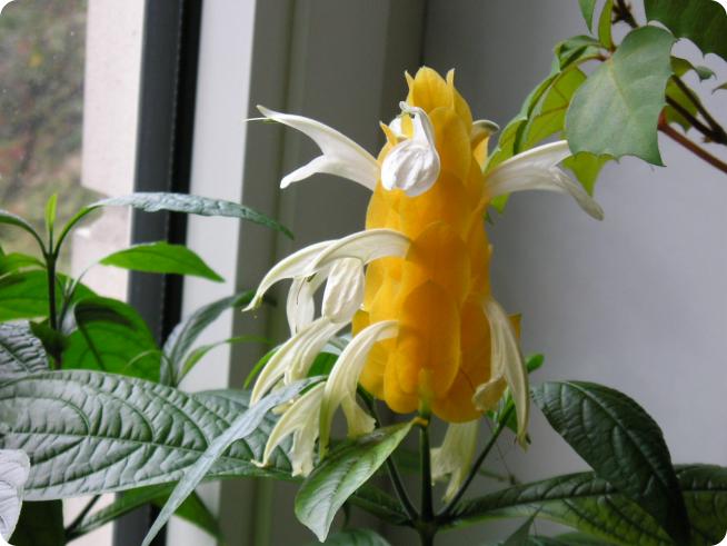 Пахистахис