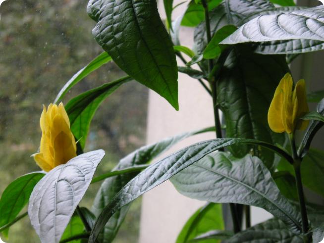 Пахистахис