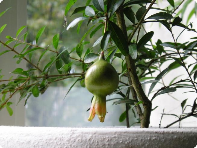 Гранатовое дерево