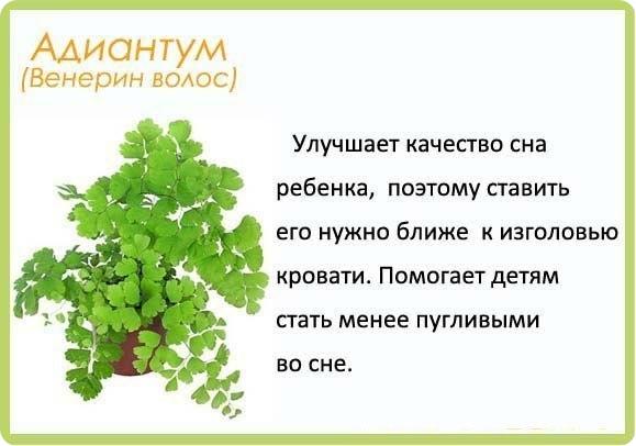 Полезные цветы для детской