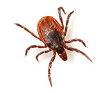 ребенка укусил клещ