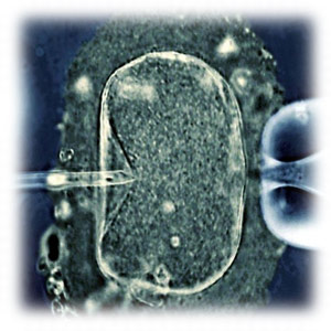 Неудачное ЭКО, основные причины